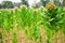 Farm tobacco plants