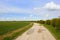 Farm track in springtime