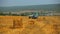 Farm Tractor Collecting Straw In Stubble Field