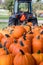Farm tractor hauls in a wagon of fresh pumpkins