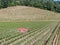 Farm tractor spraying pesticides & insecticides herbicides over green vineyard field