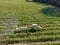 Farm tractor spraying pesticides & insecticides herbicides over green vineyard field