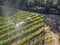 Farm tractor spraying pesticides & insecticides herbicides over green vineyard field