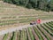 Farm tractor spraying pesticides & insecticides herbicides over green vineyard field