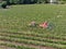 Farm tractor spraying pesticides & insecticides herbicides over green vineyard field