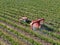 Farm tractor spraying pesticides & insecticides herbicides over green vineyard field