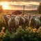 Farm tranquility, sheep grazing in unison, pastoral serenity with nature