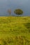 Farm with Two Lonesome Trees After Storm - Kentucky