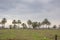 Farm and vegetable gardens and greenhouses near the dead sea