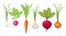 Farm vegetables harvest set with carrot, onion, garlic, radish, beet root