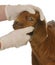 Farm veterinary care