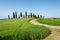 Farm villa with cypress trees and barley wheat field