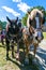 Farm Wagon Horses at Landis Valley