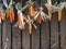 Farm Wall, dried Corn hanging on a wooden fence in front of the farm. Copy space.Organic advertisement.