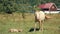 Farm. A white horse grazes in a meadow next to its foal lying on the grass. Free grazing