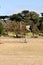 Farm windmill in outback Australia at Phillip Island