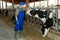 Farm worker caring for cows in stall at dairy farm