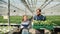 Farm worker carry a box with green salad