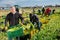 Farm worker carrying crates with harvested celery