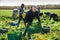 Farm worker carrying crates with harvested celery