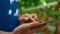 Farm worker closeup checking quality with technological device in greenhouse