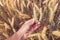 Farm worker examining ripening ears of wheat in cultivated field, closeup of male hand touching crops