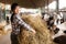 Farm worker feeding cows with hay