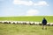 Farm Worker With Flock Of Sheep