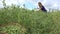 Farm worker girl pick ripe peas pods to wicker basket. 4K