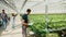 Farm worker in a greenhouse harvest green salad in a box