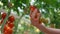 Farm worker hand closeup touching tomatoes analysing quality on plantation