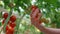 Farm worker hand closeup touching tomatoes analysing quality on plantation