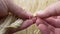 Farm Worker Hands Check for Ripeness or Disease Barley Spikelets or Rye