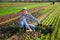 Farm worker harvesting red mustard greens on field