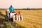 Farm worker harvesting rice