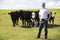 Farm Worker With Herd Of Cows