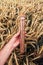 Farm worker holding plastic tube with wheat grain sample