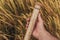 Farm worker holding plastic tube with wheat grain sample