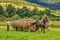 Farm worker loading hay in the horse cart. Rural agricultural theme