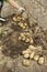 Farm worker makes harvesting potato