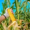 Farm worker picking corn on the cob