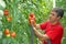 Farm worker picking tomato