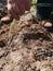 Farm worker planting leeks. Subsistence farming. Agrarian environment, Spain. A man working in the field, peasant.