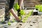 Farm worker planting salad greens