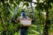 A farm worker preparing ladder in cherry orchard