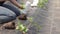 Farm worker preparing and transplanting organic new mashua plants