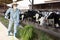 Farm worker in protective mask feeding grass to cows in barn