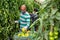 Farm worker in protective mask harvsting green tomatoes in hothouse