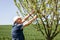 Farm worker pruning fruit tree in spring