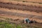 Farm workers at the field. Obidos. Portugal